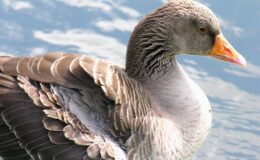 grauwe gans