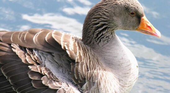 grauwe gans