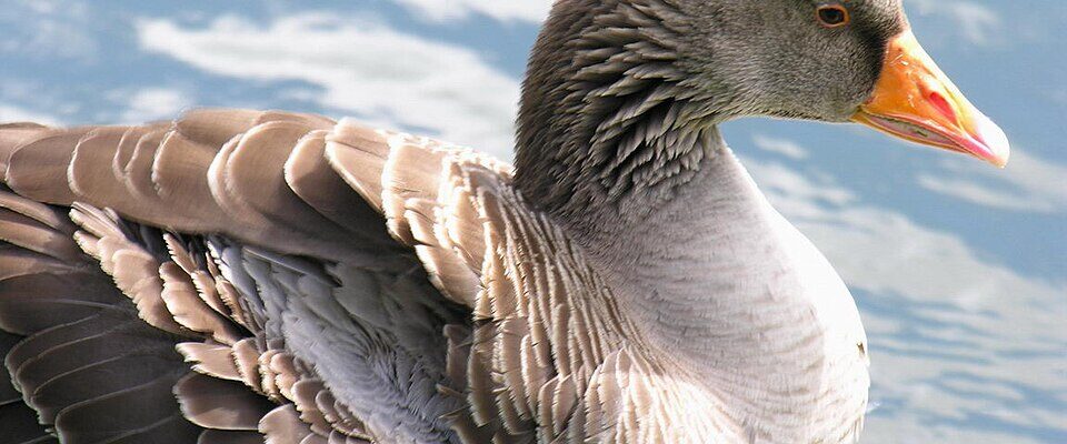 grauwe gans